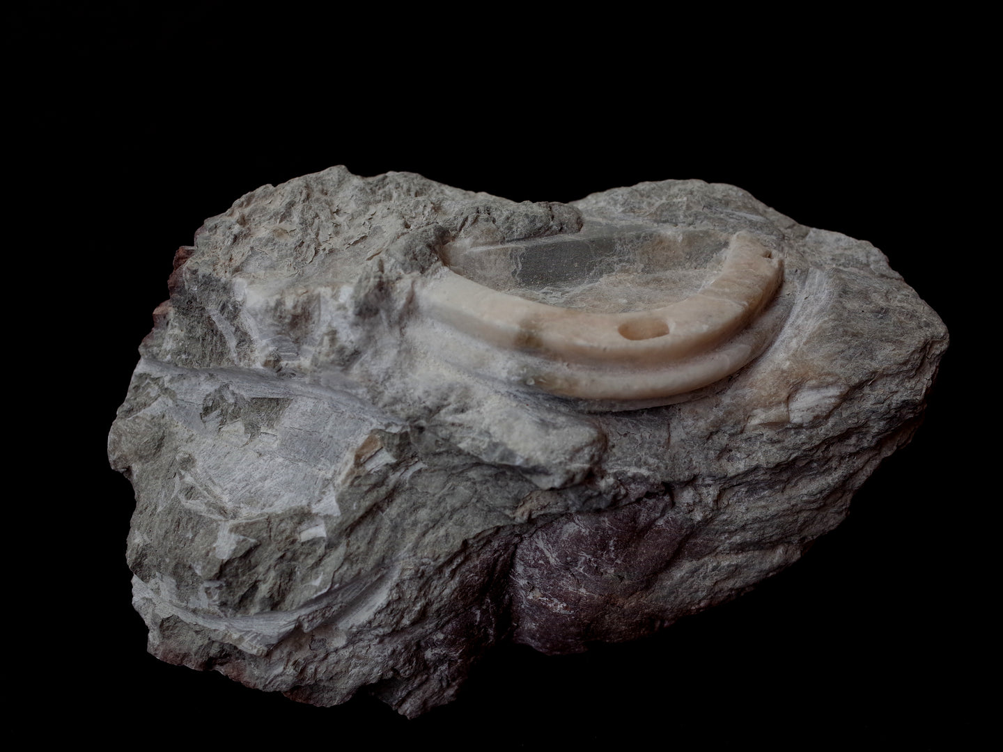 Anthropocene fossil no. 1 - Stone Sculpture